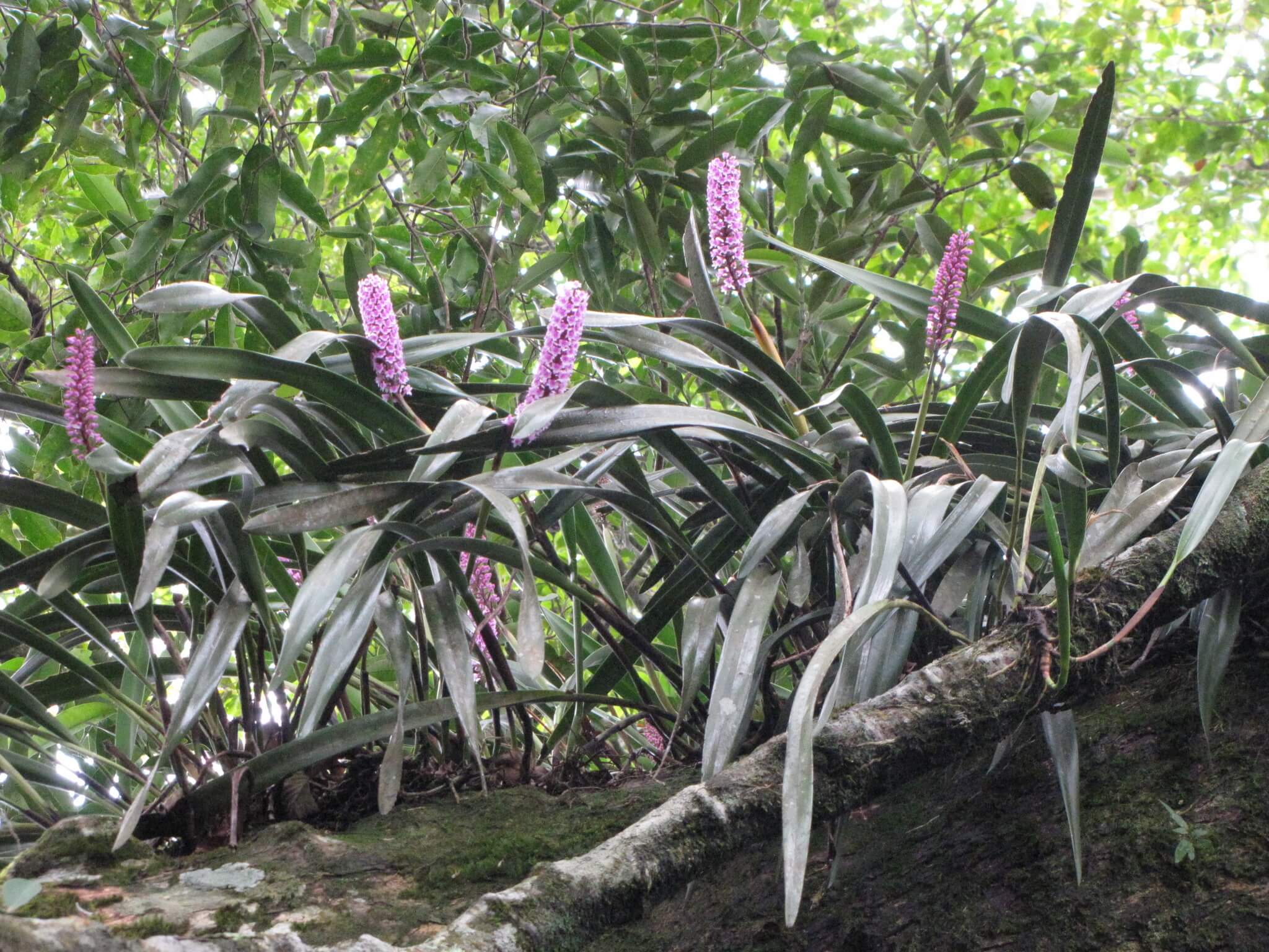 Arpophyllum giganteum